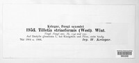 Ustilago striiformis image
